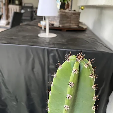 Le Cocoon Cache Avec Piscine Parking,Terrasse Au Calme Appartement Tres Frais ! شقة *